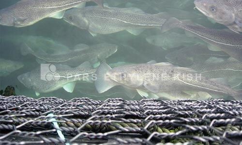 Polyethylene Cage fish farming