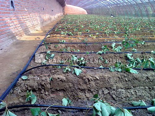 HDPE Pipe in Agricultura