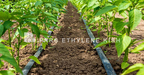 agricultural polyethylene pipe