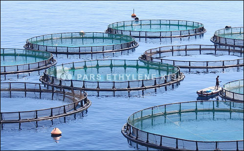 Polyethylene fish farming